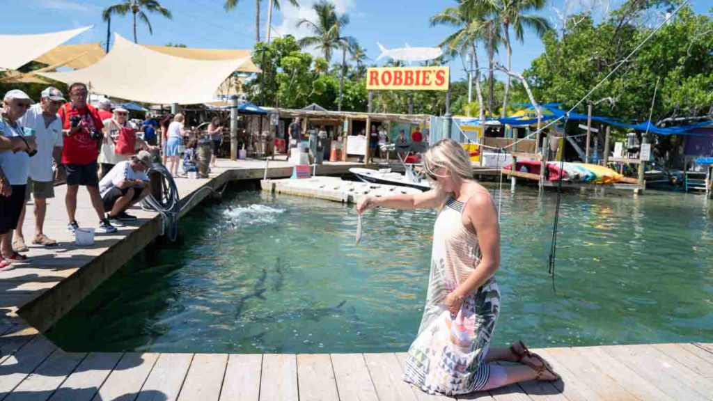 girl feeding tarpon fish at Robbie's Key Largo activities
