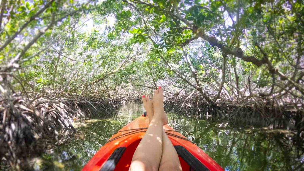 kayaking in Key West mangroves