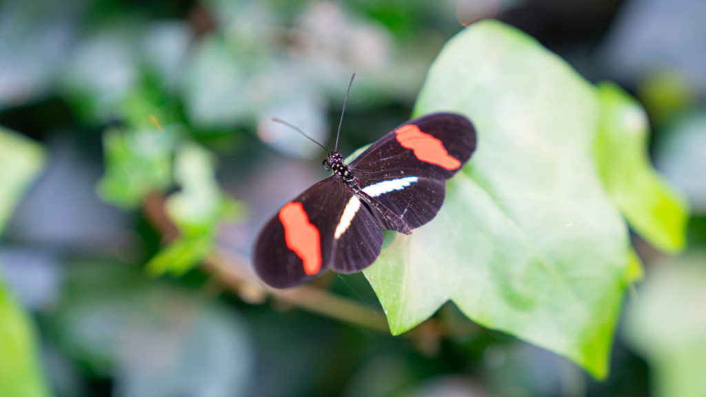 A Black and orange butterfly seen at the Key West Butterfly and Nature Conservatory